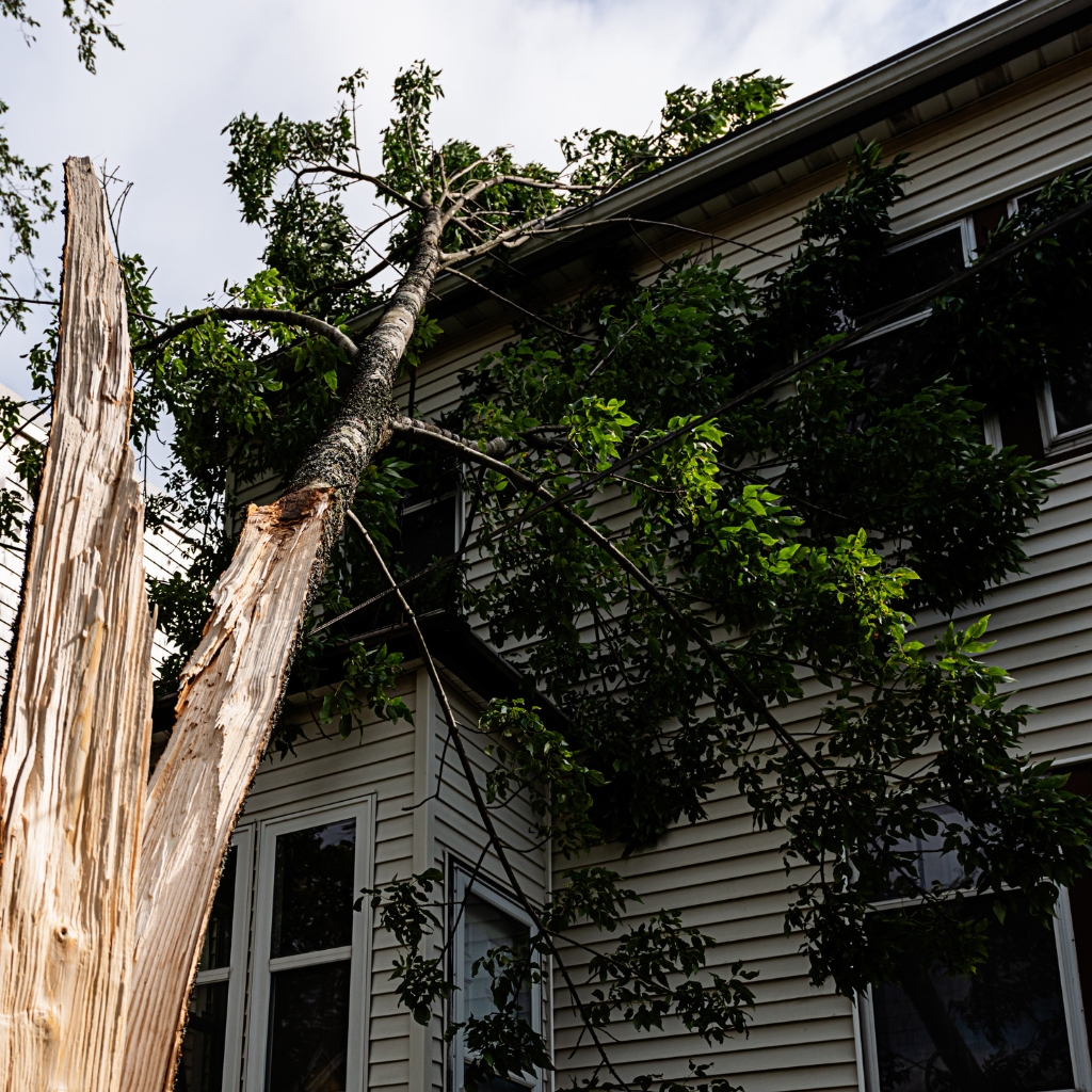 a fallen tree laying on a Nixa home after a storm