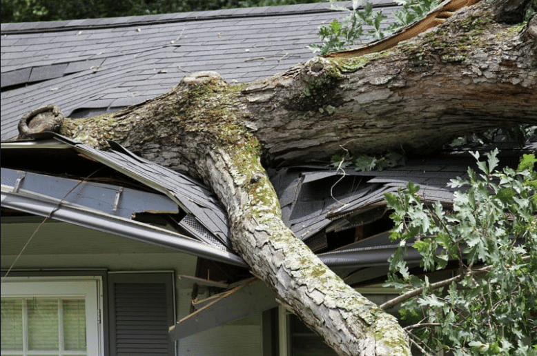 Large tree branch fallen onto a house roof, causing severe structural damage after a hail storm.