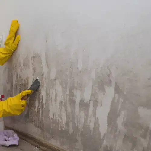 Homeowner scraping mold off an interior wall after storm-damaged siding allowed water intrusion in Springdale