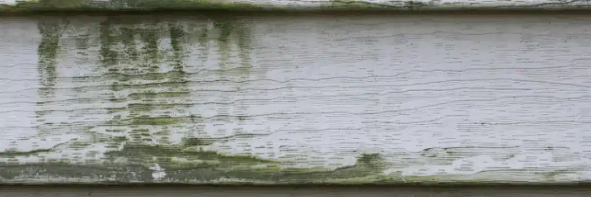 Close-up of exterior house siding with mold and weather damage, showing the need for replacement or repair by Xtreme Exteriors Nixa, MO in Springdale.